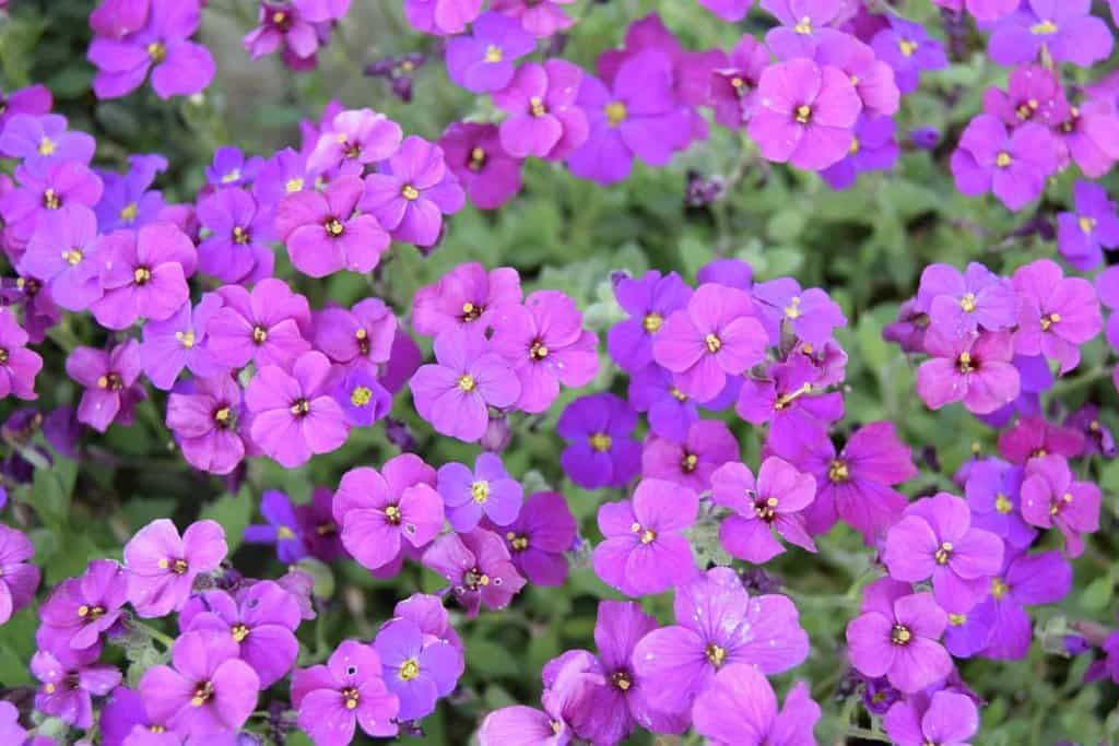 Aubrieta 'Purple Cascade' ---